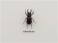 藏品(毛栗深山鍬形蟲)的圖片